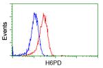 H6PD Antibody in Flow Cytometry (Flow)