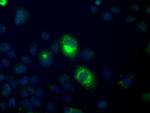 H6PD Antibody in Immunocytochemistry (ICC/IF)