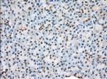 H6PD Antibody in Immunohistochemistry (Paraffin) (IHC (P))