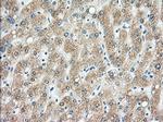 H6PD Antibody in Immunohistochemistry (Paraffin) (IHC (P))