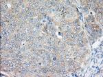 H6PD Antibody in Immunohistochemistry (Paraffin) (IHC (P))