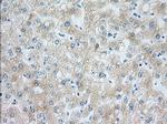 H6PD Antibody in Immunohistochemistry (Paraffin) (IHC (P))