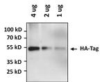 HA Tag Antibody in Western Blot (WB)