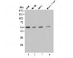 AVPR1A Antibody in Western Blot (WB)
