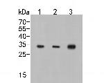 CAPZB Antibody in Western Blot (WB)