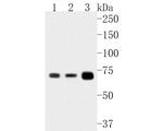LSS Antibody in Western Blot (WB)