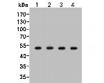TAT Antibody in Western Blot (WB)