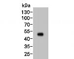 MAT2A Antibody in Western Blot (WB)
