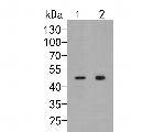 p50 dynamitin Antibody in Western Blot (WB)