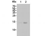 Histone H3 (acetyl K27) Antibody in Western Blot (WB)
