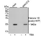 Histone H3 (acetyl K27) Antibody in Western Blot (WB)