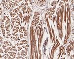 Smg1 Antibody in Immunohistochemistry (Paraffin) (IHC (P))