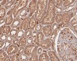 Smg1 Antibody in Immunohistochemistry (Paraffin) (IHC (P))