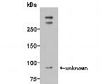 Smg1 Antibody in Western Blot (WB)
