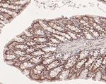 CREBBP Antibody in Immunohistochemistry (Paraffin) (IHC (P))