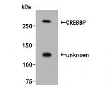 CREBBP Antibody in Western Blot (WB)