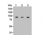 SMURF1 Antibody in Western Blot (WB)
