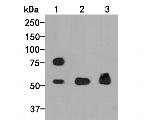 FOXG1 Antibody in Western Blot (WB)