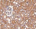 GPR161 Antibody in Immunohistochemistry (Paraffin) (IHC (P))