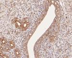 GPR161 Antibody in Immunohistochemistry (Paraffin) (IHC (P))