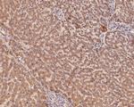 IGF1 (E peptide) Antibody in Immunohistochemistry (Paraffin) (IHC (P))