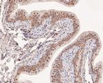 PPP2R4 Antibody in Immunohistochemistry (Paraffin) (IHC (P))