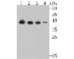 PPP2R4 Antibody in Western Blot (WB)