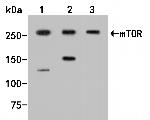 mTOR Antibody in Western Blot (WB)