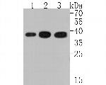 HOXA9 Antibody in Western Blot (WB)