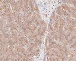 LKB1 Antibody in Immunohistochemistry (Paraffin) (IHC (P))
