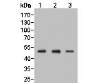 LKB1 Antibody in Western Blot (WB)