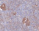 Caspase-12 Antibody in Immunohistochemistry (Paraffin) (IHC (P))