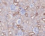 Caspase-12 Antibody in Immunohistochemistry (Paraffin) (IHC (P))