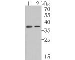Caspase-12 Antibody in Western Blot (WB)