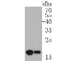HNRPDL Antibody in Western Blot (WB)