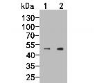 FLI1 Antibody in Western Blot (WB)