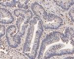 RBBP7 Antibody in Immunohistochemistry (Paraffin) (IHC (P))