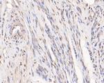 RBBP7 Antibody in Immunohistochemistry (Paraffin) (IHC (P))