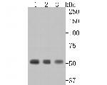 RBBP7 Antibody in Western Blot (WB)