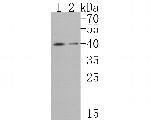 PAR1 Antibody in Western Blot (WB)