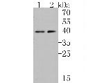 PAR1 Antibody in Western Blot (WB)