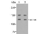 Flightless 1 Antibody in Western Blot (WB)