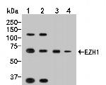 EZH1 Antibody in Western Blot (WB)