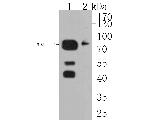 LIM Kinase 1 Antibody in Western Blot (WB)