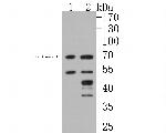 LIM Kinase 1 Antibody in Western Blot (WB)