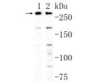 CREBBP Antibody in Western Blot (WB)