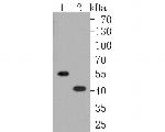 Oxytocin Receptor Antibody in Western Blot (WB)