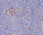GLP-1R Antibody in Immunohistochemistry (Paraffin) (IHC (P))