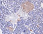 GLP-1R Antibody in Immunohistochemistry (Paraffin) (IHC (P))