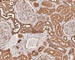 Endofin Antibody in Immunohistochemistry (Paraffin) (IHC (P))